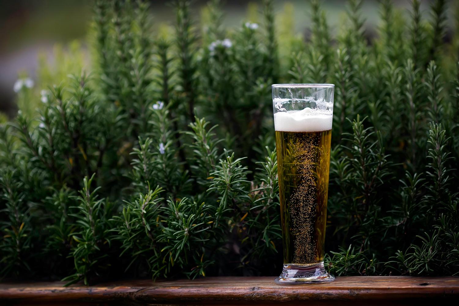 A tall glass of golden beer with a frothy white head and many bubbles sits on a wooden surface. Behind it, a lush green rosemary bush with tiny light purple flowers is softly blurred.