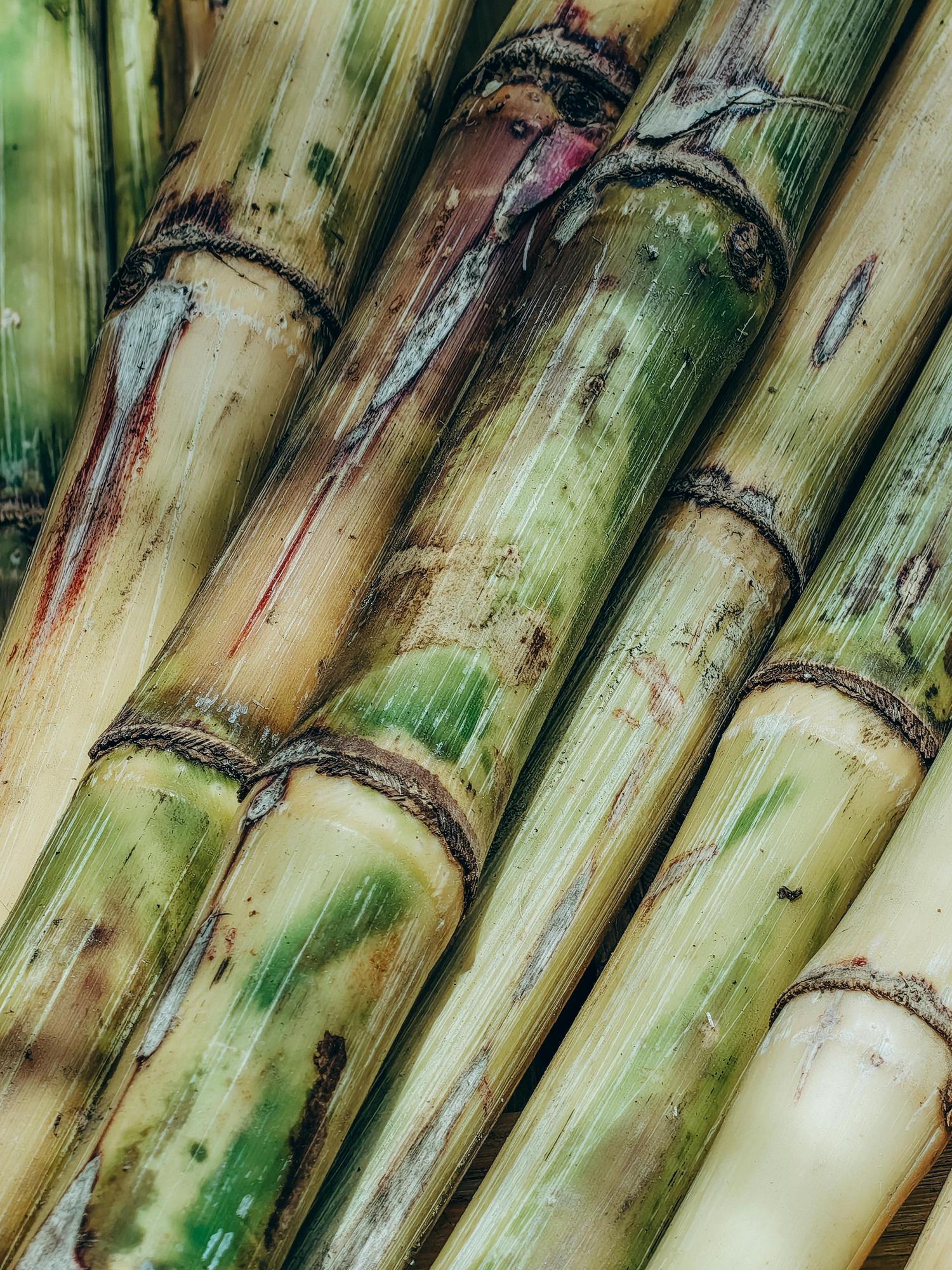 A close-up of several sugarcane stalks arranged diagonally, displaying varied green, yellowish-brown, and reddish tones with visible textured nodes.