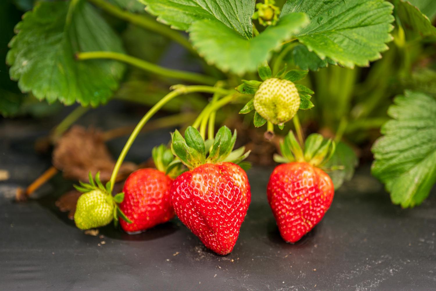 Three ripe red strawberries and two unripe green strawberries rest on dark ground, with green leaves of the strawberry plant visible in the background.
