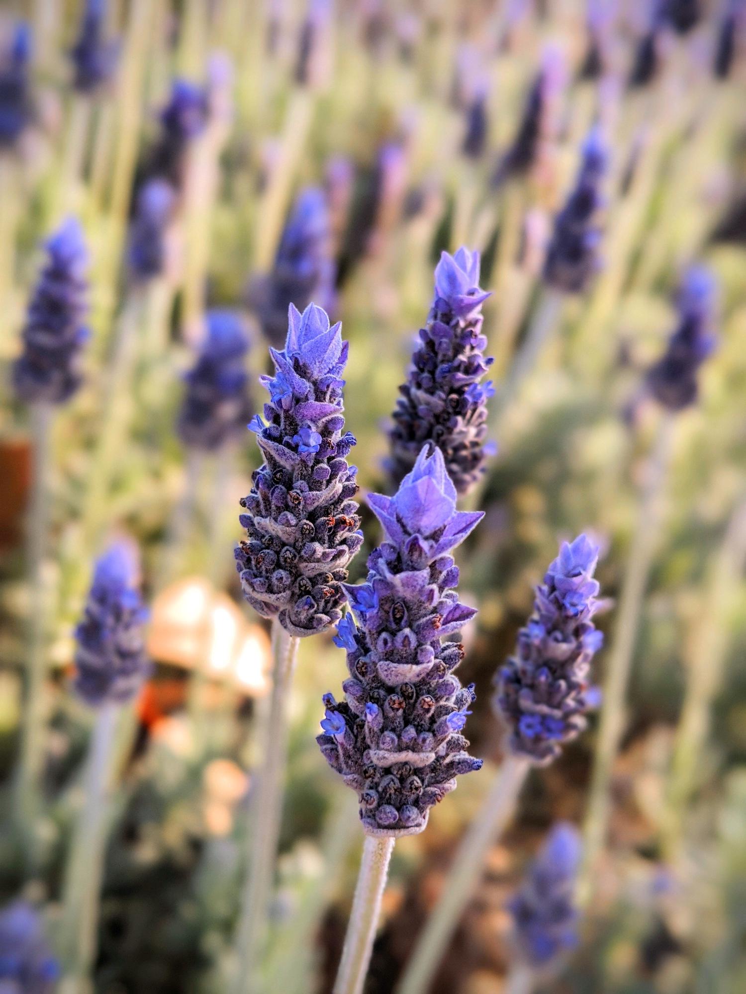 Several vibrant purple lavender flower stalks stand in sharp focus against a soft, blurred background of more lavender plants.