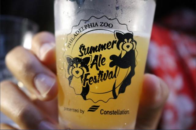 A hand holds a frosty plastic cup of amber ale, bearing the logo for the Philadelphia Zoo Summer Ale Festival with two stylized red pandas.