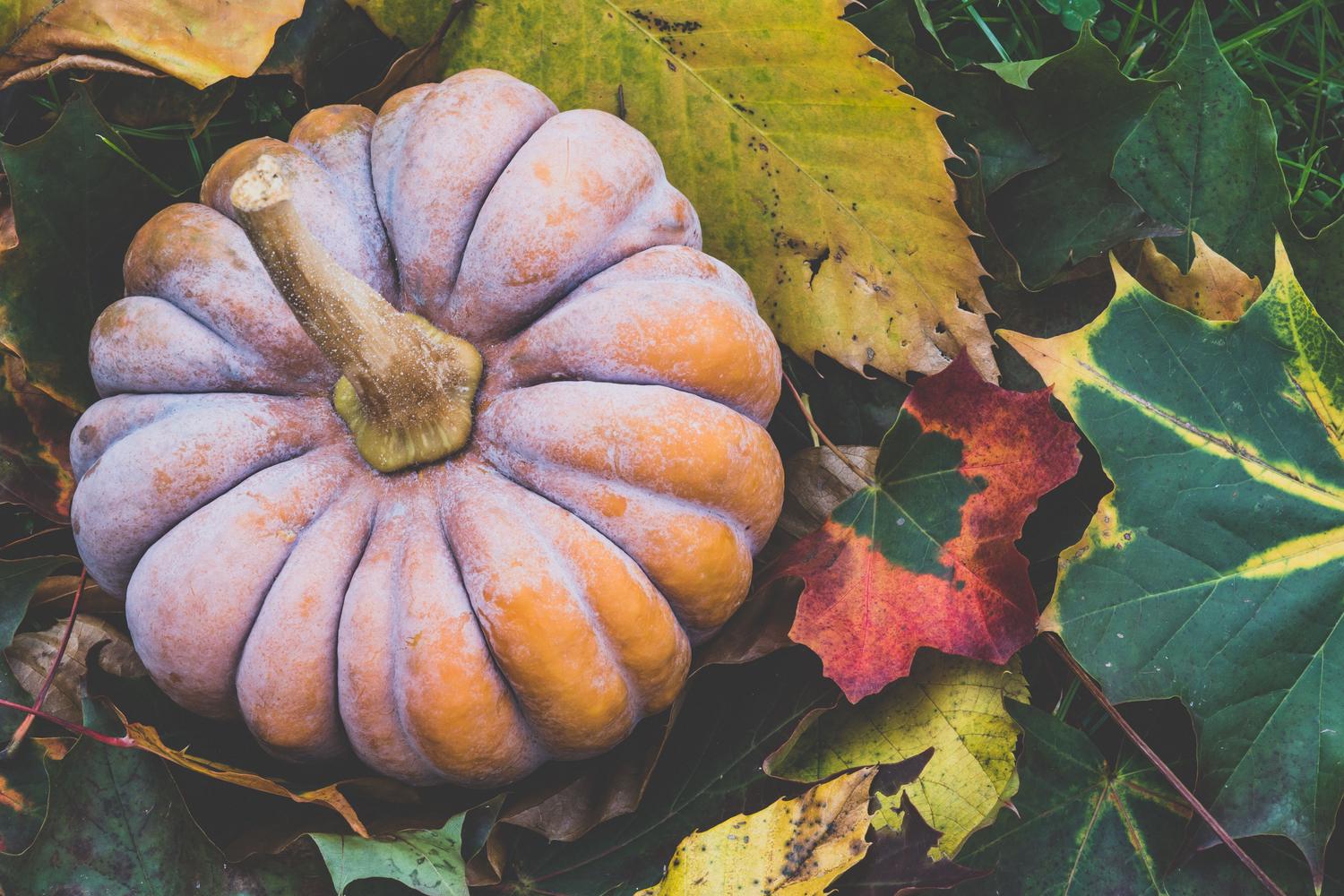 A large, ribbed pumpkin with a pale orange, powdery surface rests on a colorful bed of fallen autumn leaves in shades of green, yellow, and red.