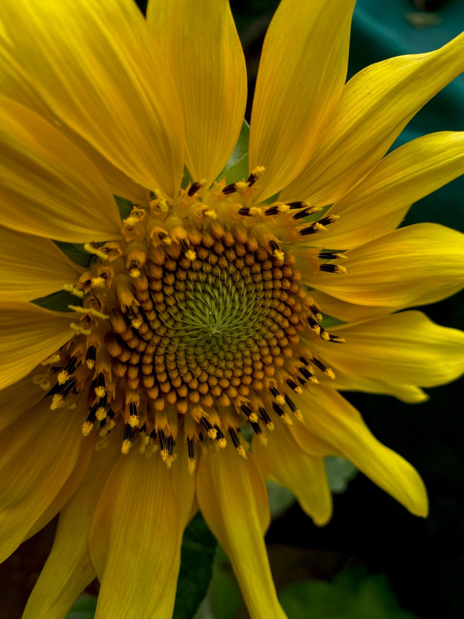 A close-up of a vibrant yellow sunflower, highlighting its intricate spiral center of florets and radiating petals.