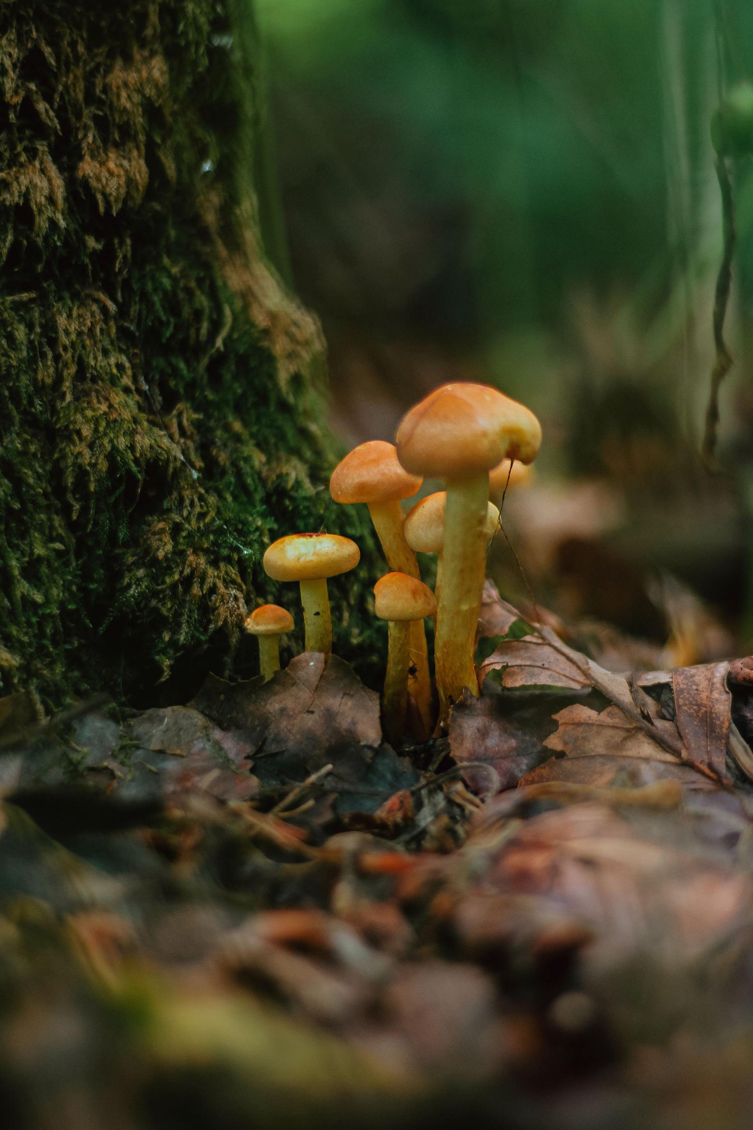 A cluster of orange-capped mushrooms with yellow stems grows on the mossy forest floor amidst brown fallen leaves.