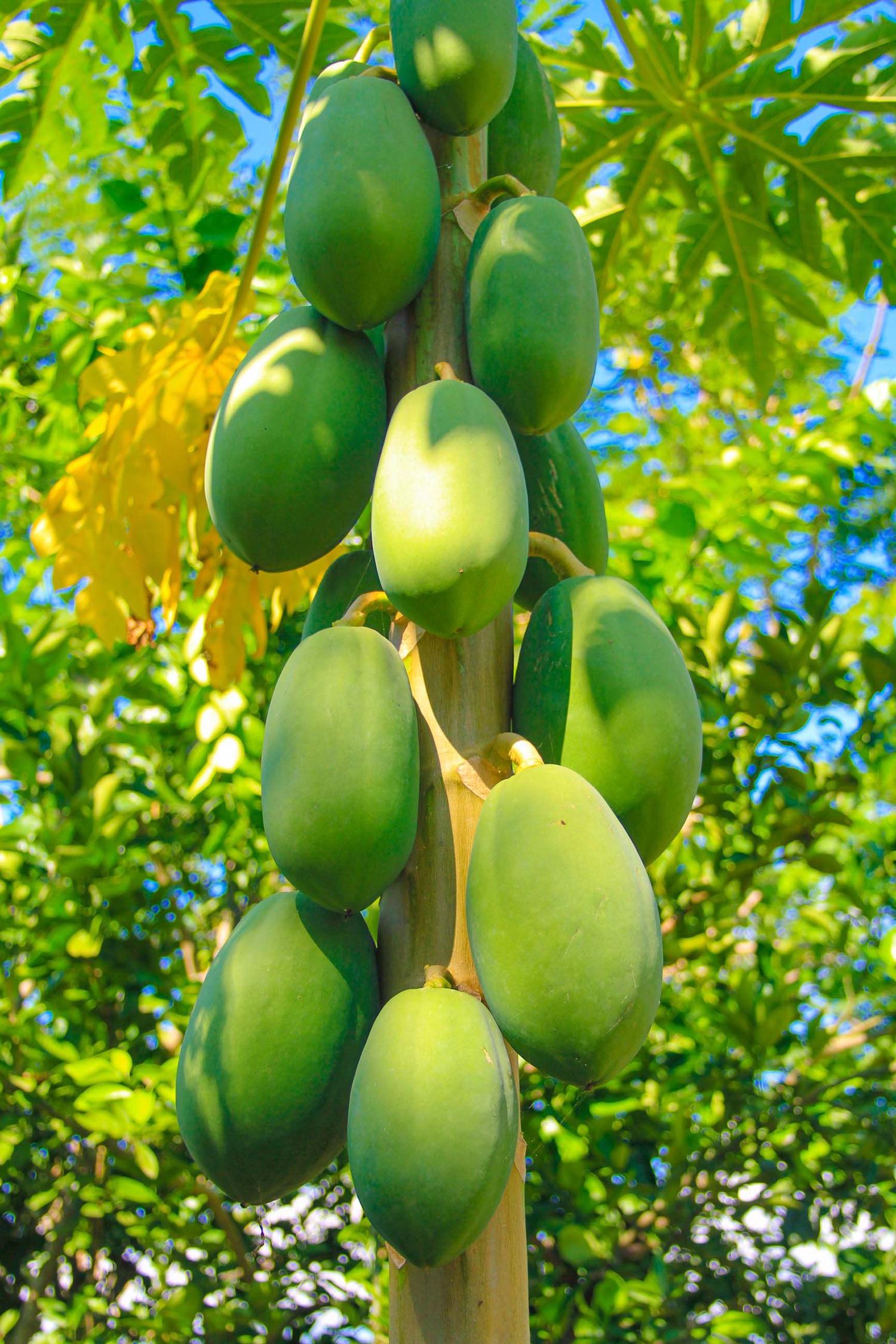 Multiple green, unripe papayas cling to the trunk of a papaya tree, surrounded by lush green foliage and glimpses of blue sky.