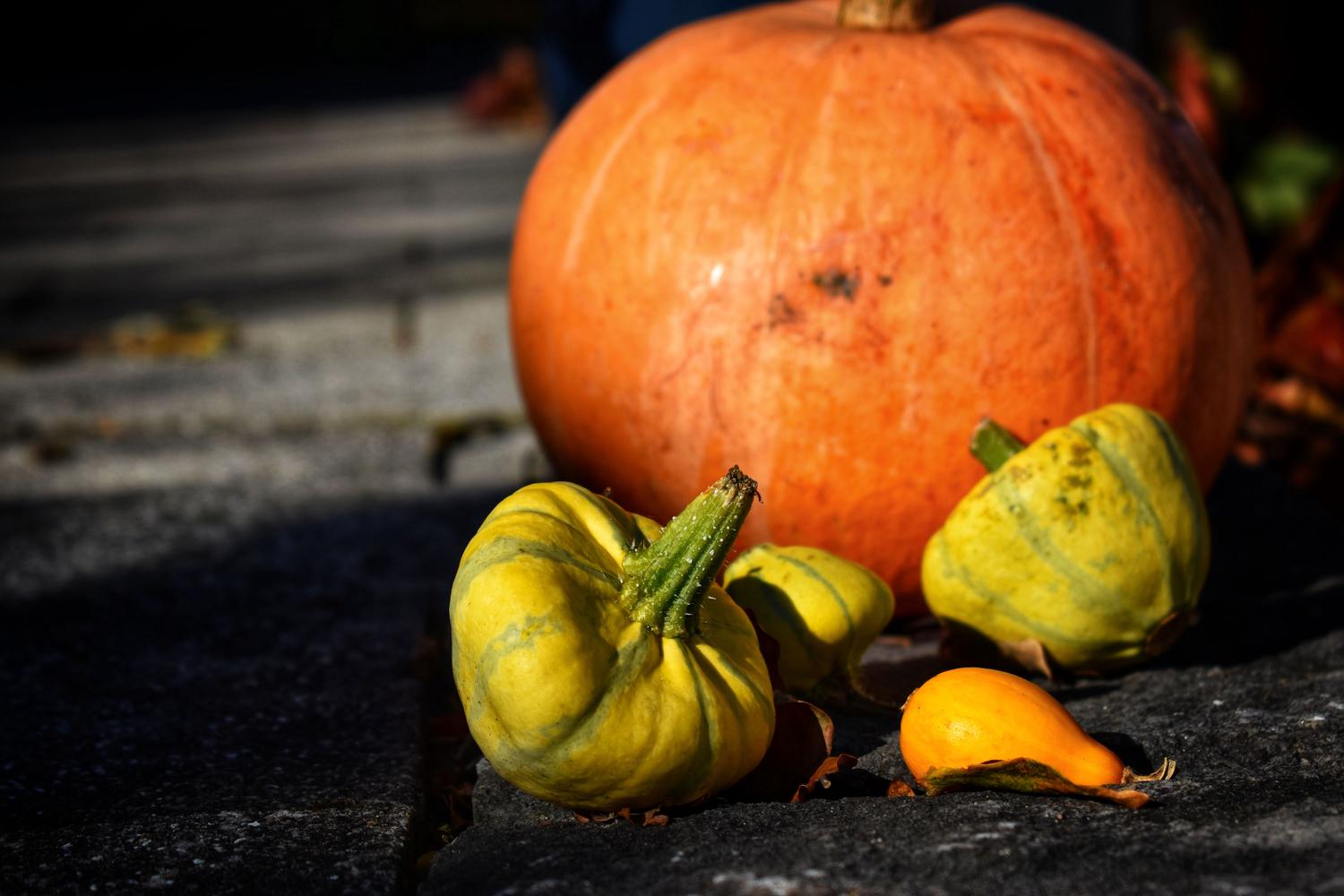 A large, out-of-focus orange pumpkin stands behind several smaller, vibrant gourds. The foreground features striped green-and-yellow gourds and a small orange pear-shaped one, resting on a textured dark surface with fallen leaves under strong sunlight.
