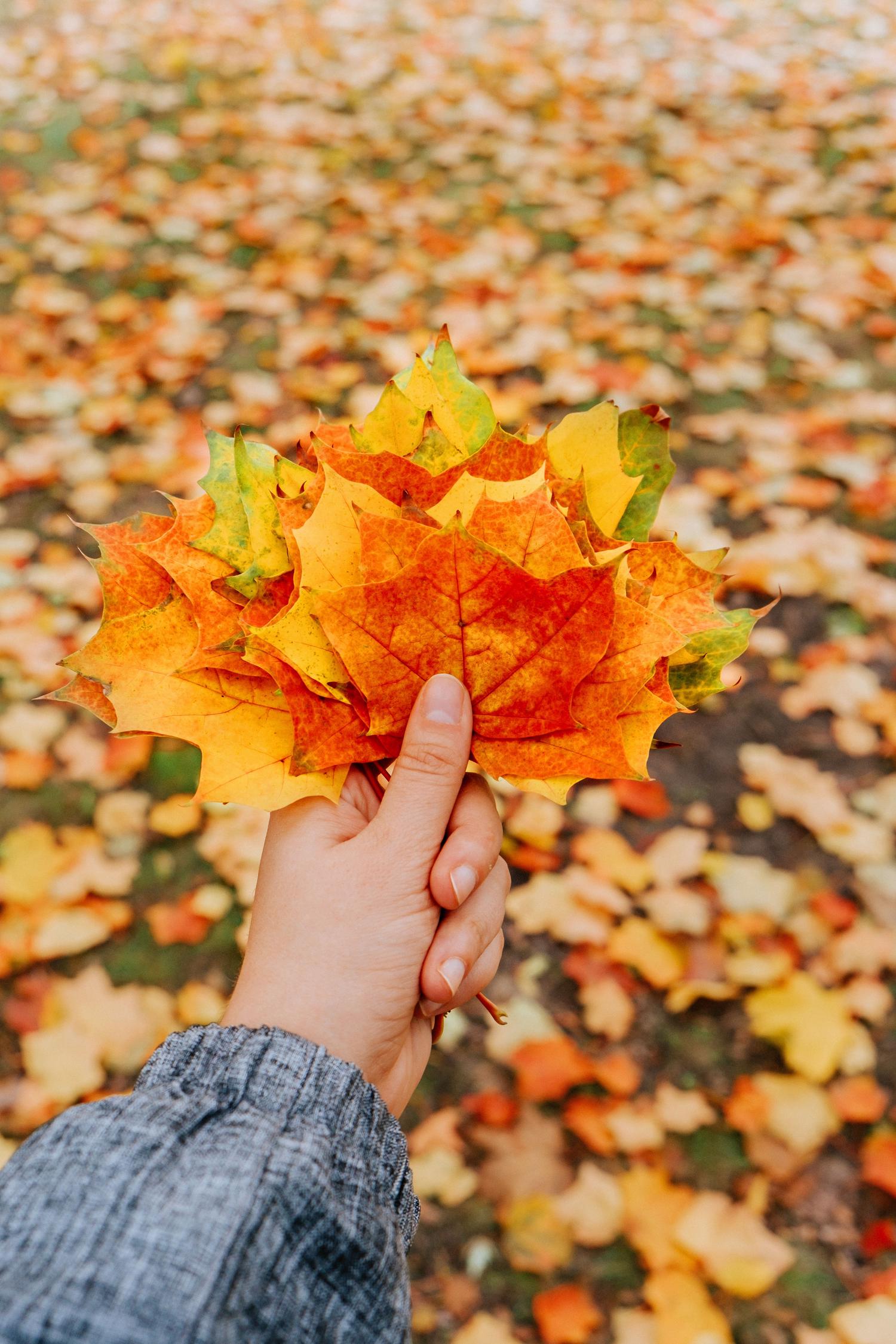 A person's hand, wearing a grey sleeve, holds a vibrant bouquet of red, orange, and yellow autumn leaves. The background is a soft blur of many more fallen leaves scattered on the ground.
