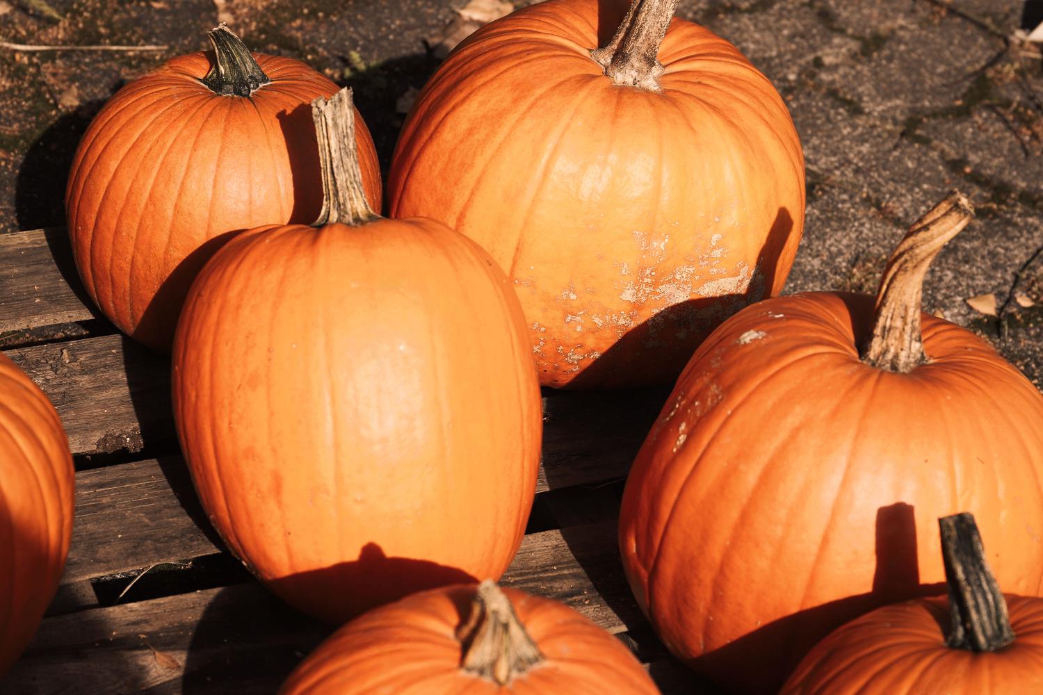 Multiple vibrant orange pumpkins are arranged on weathered wooden planks, casting shadows in bright sunlight.