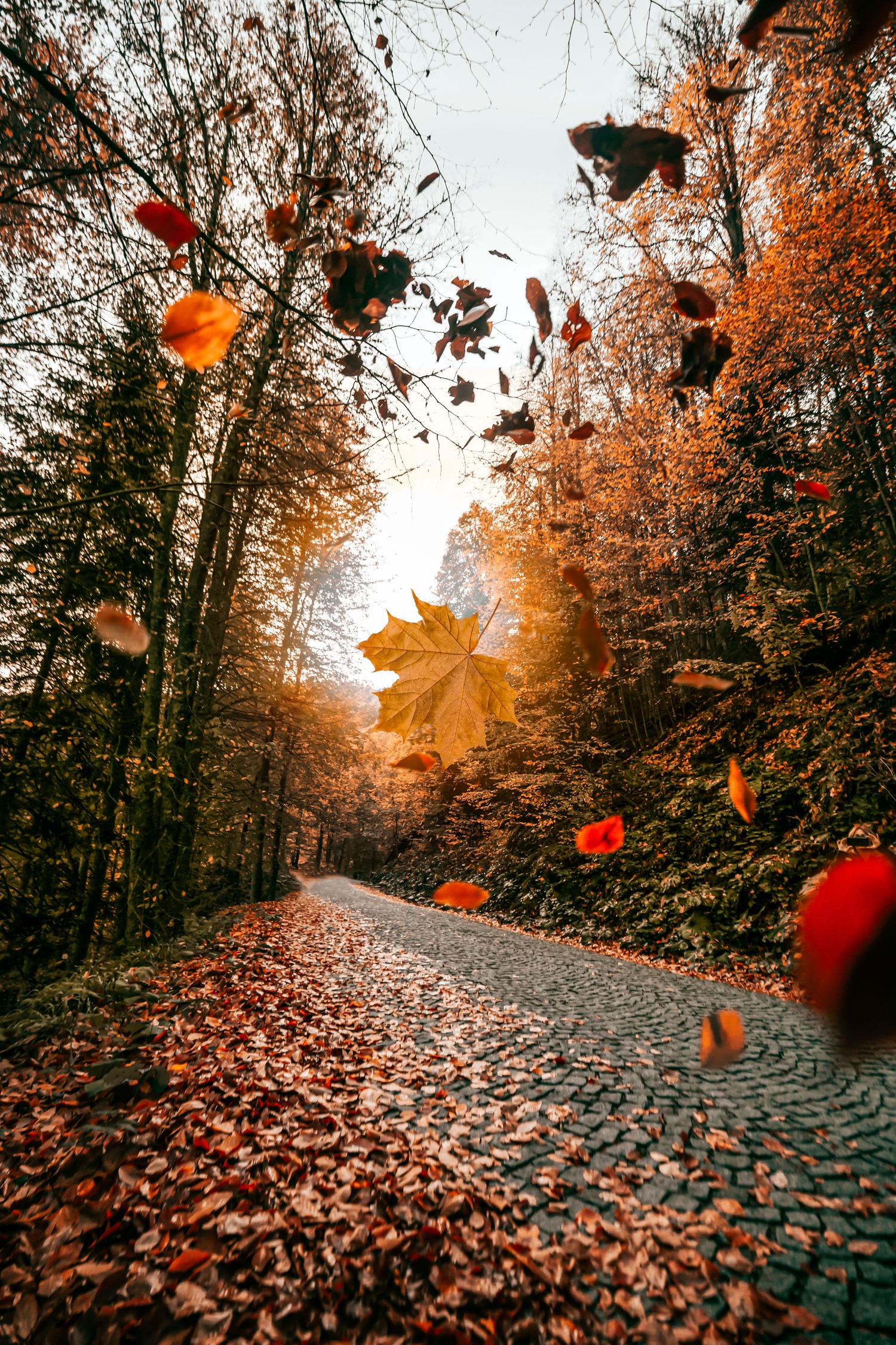 An autumn scene with a paved road winding through a forest, as numerous orange and red leaves fall and blanket the ground. A single large yellow maple leaf is prominently suspended in mid-air, bathed in a warm sunbeam.