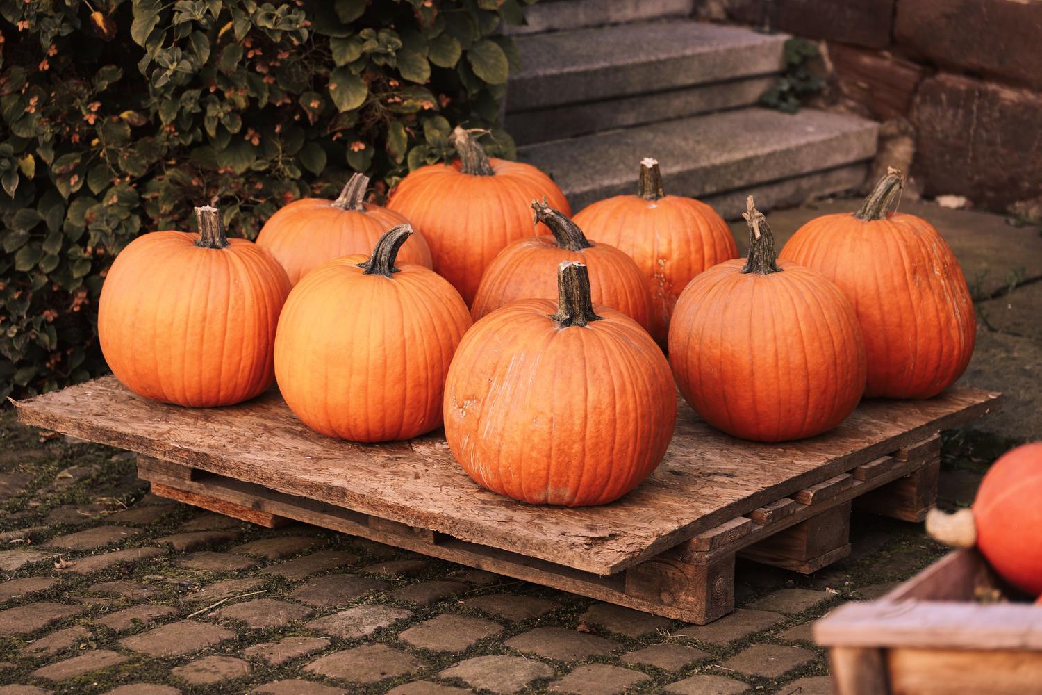 Nine bright orange pumpkins with dark stems rest on a weathered wooden pallet, set outdoors on a cobbled path with green foliage and stone steps behind them.