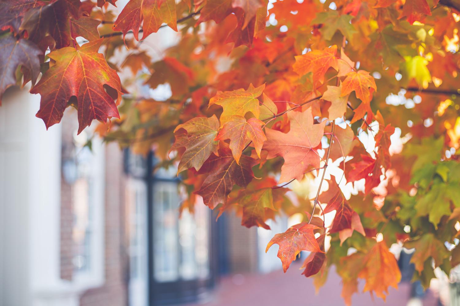 Vibrant red, orange, and yellow autumn leaves fill the foreground, with a blurred background showing white architectural columns and dark windows.