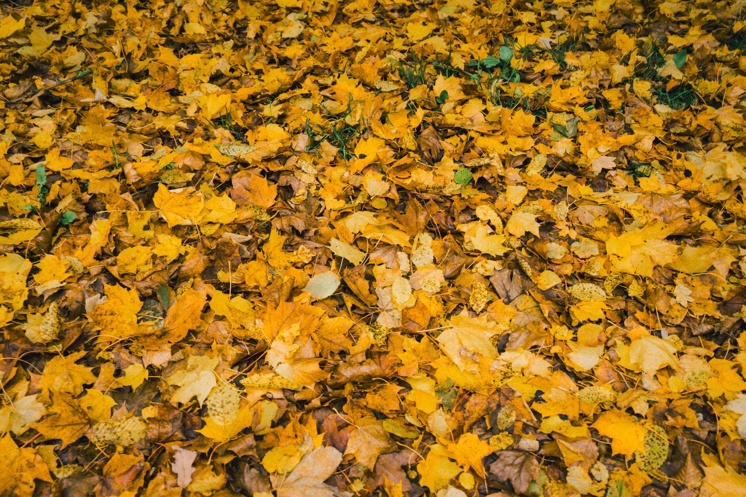 A dense carpet of bright yellow and golden autumn leaves covers the ground, with scattered brown leaves and small patches of green grass visible among them.