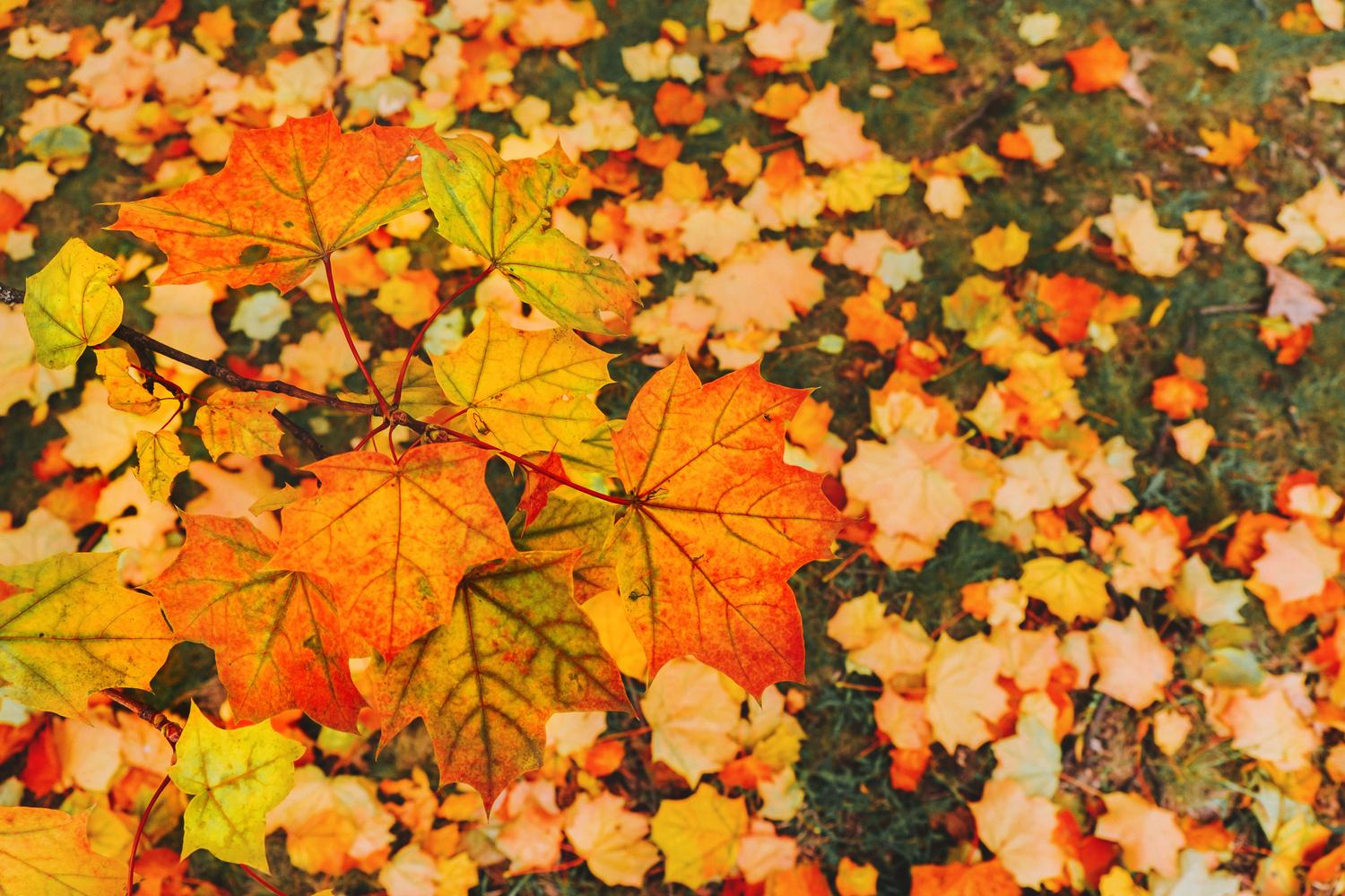 Vibrant orange and yellow maple leaves cling to a branch, set against a soft-focus carpet of similar fallen leaves scattered on green grass below.