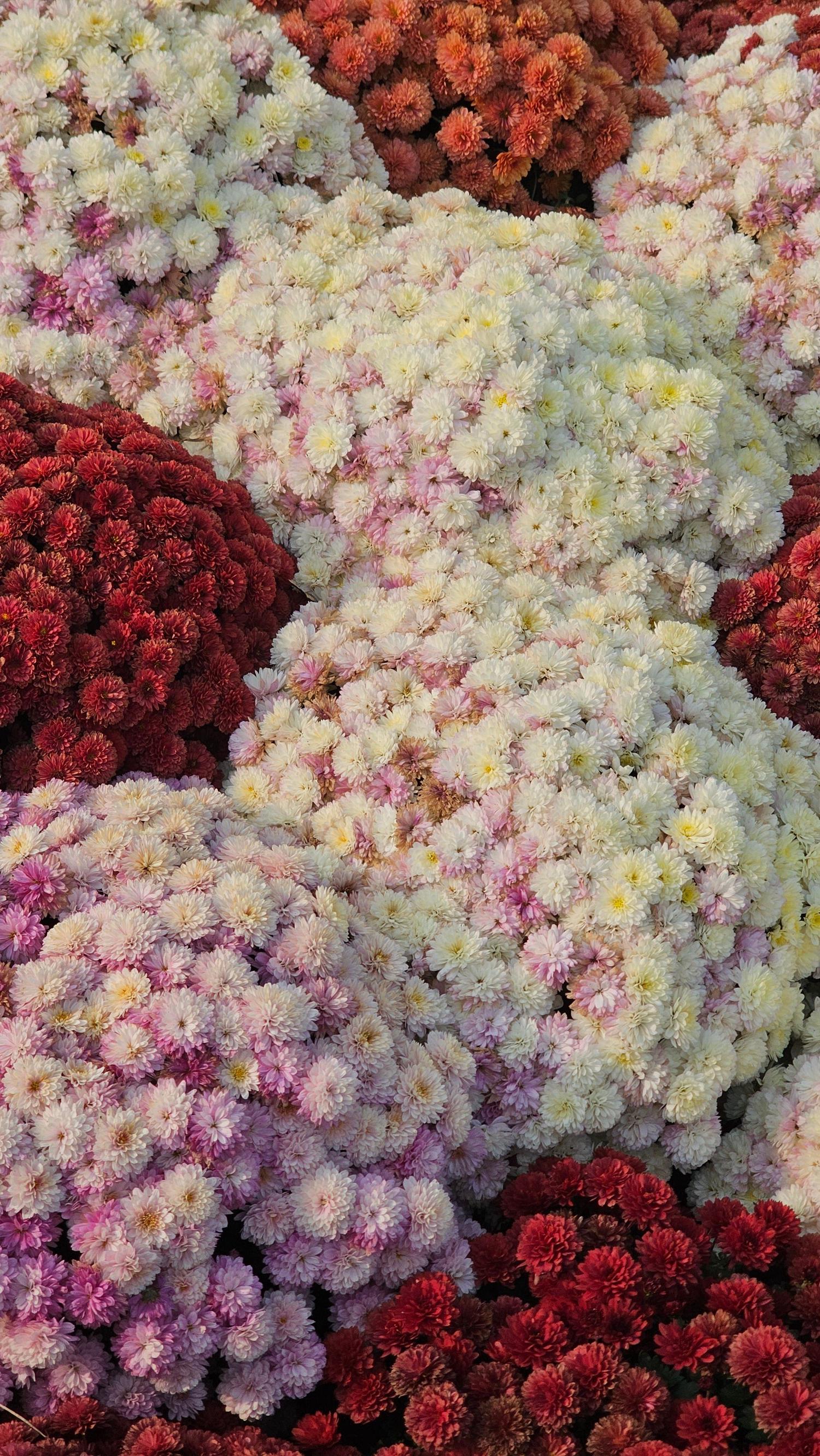 Densely packed chrysanthemum flowers in shades of white, light pink, dark red, and peach create a vibrant, colorful display.
