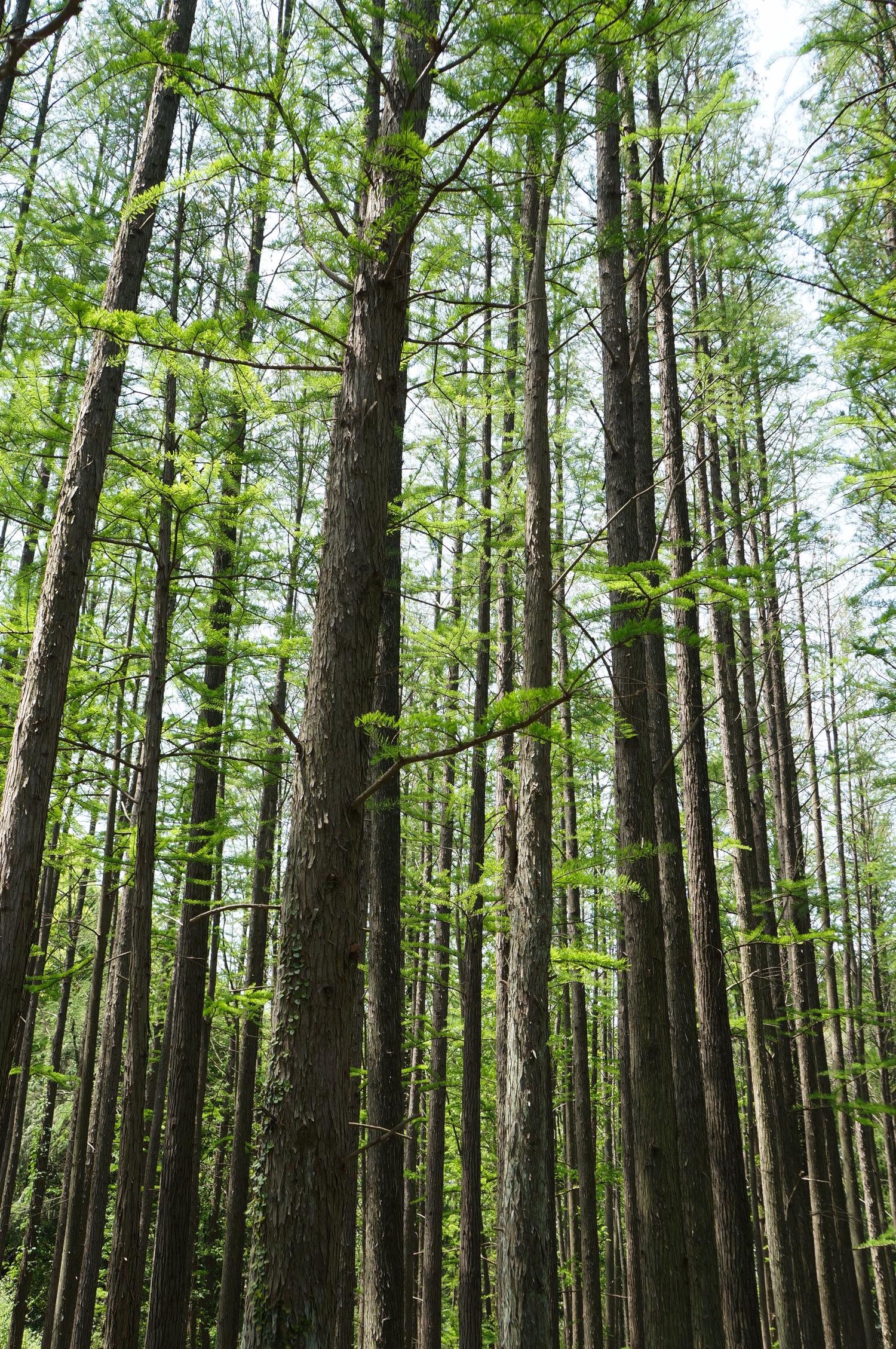 Tall, slender trees with vibrant green, feathery leaves stretch upwards, filling the frame from a low angle. Bright sunlight filters through the dense forest canopy against a light sky.