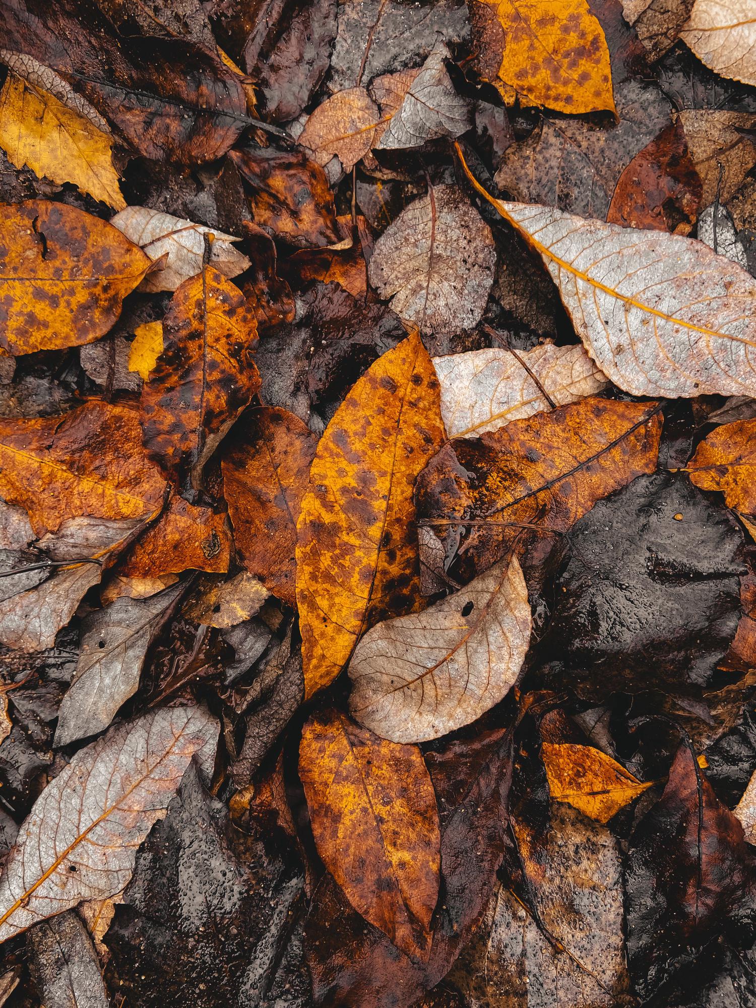 Fallen autumn leaves densely cover the ground, featuring vibrant oranges and browns mixed with duller grays and blacks, all appearing wet with many small water droplets.