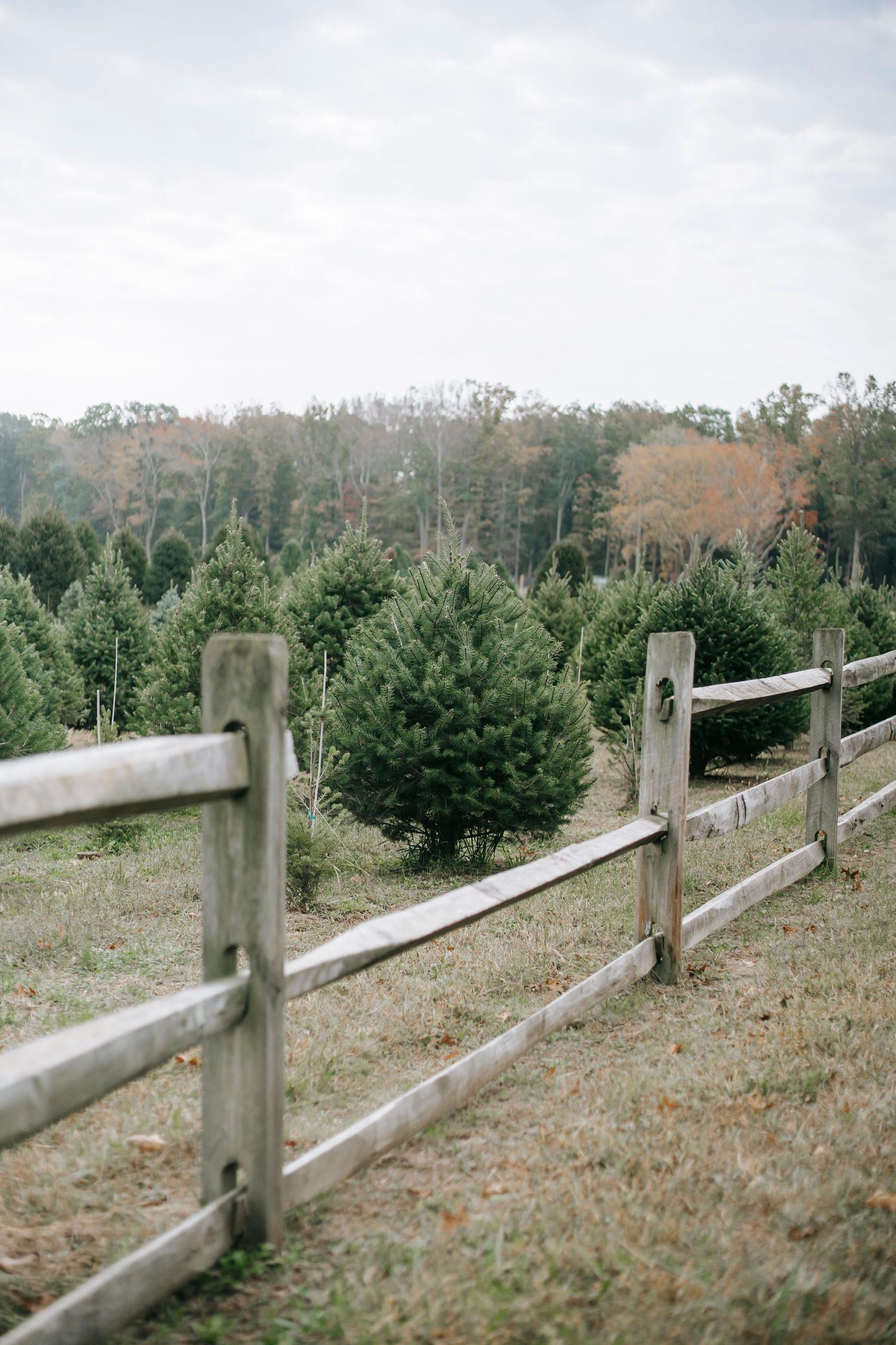 A rustic wooden fence stretches across the foreground of a Christmas tree farm, filled with green evergreens. Deciduous trees with subtle autumn colors line the horizon under an overcast sky.