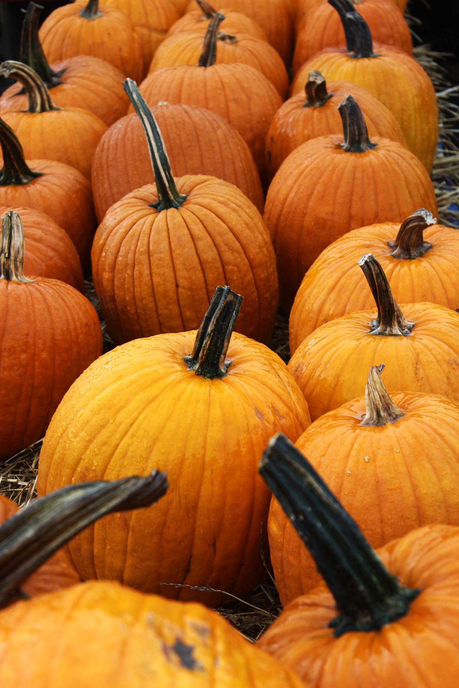 A collection of bright orange pumpkins, many covered in water droplets, are clustered together with bits of straw visible between them.