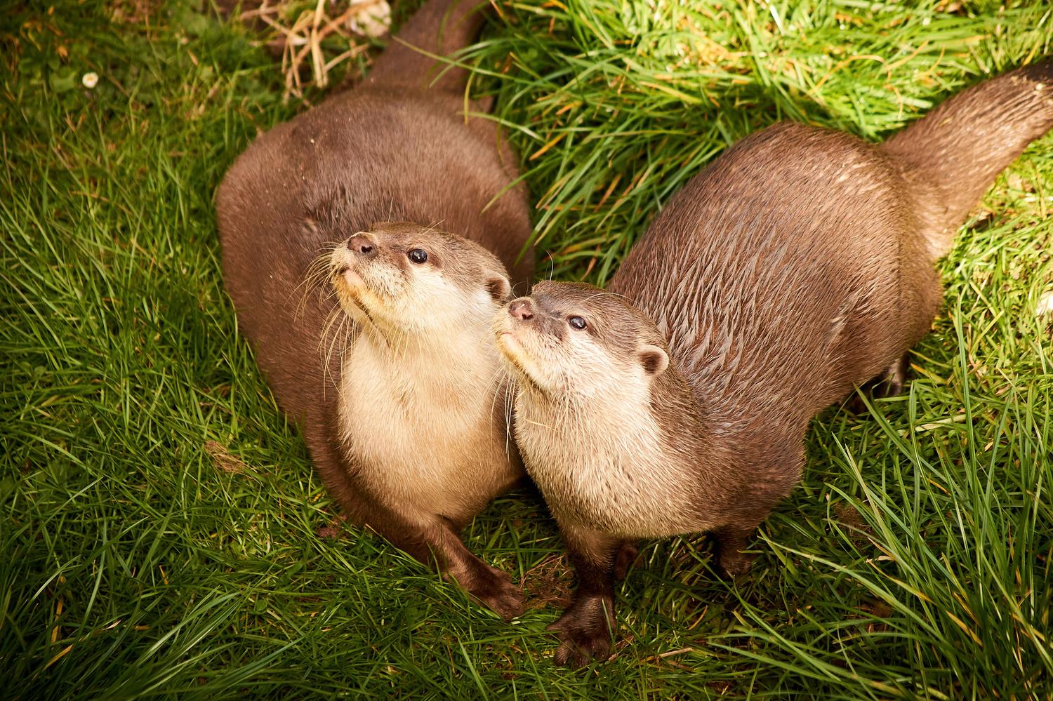 Two otters with wet, brown fur and lighter chests stand side-by-side on green grass, both looking intently upwards.