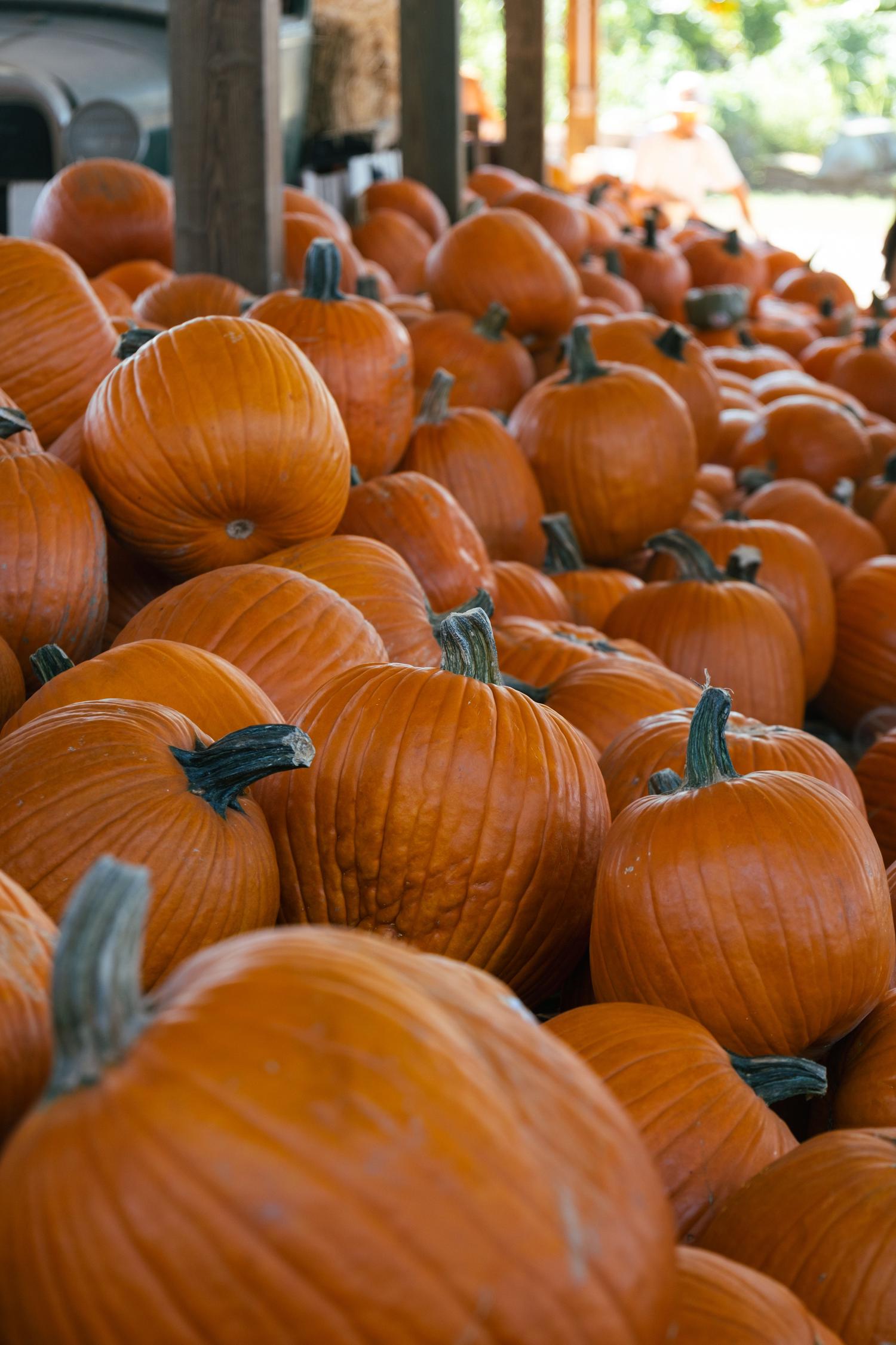 A bountiful display of bright orange pumpkins with prominent green and dark stems are piled high, filling the frame under a covered market stall.