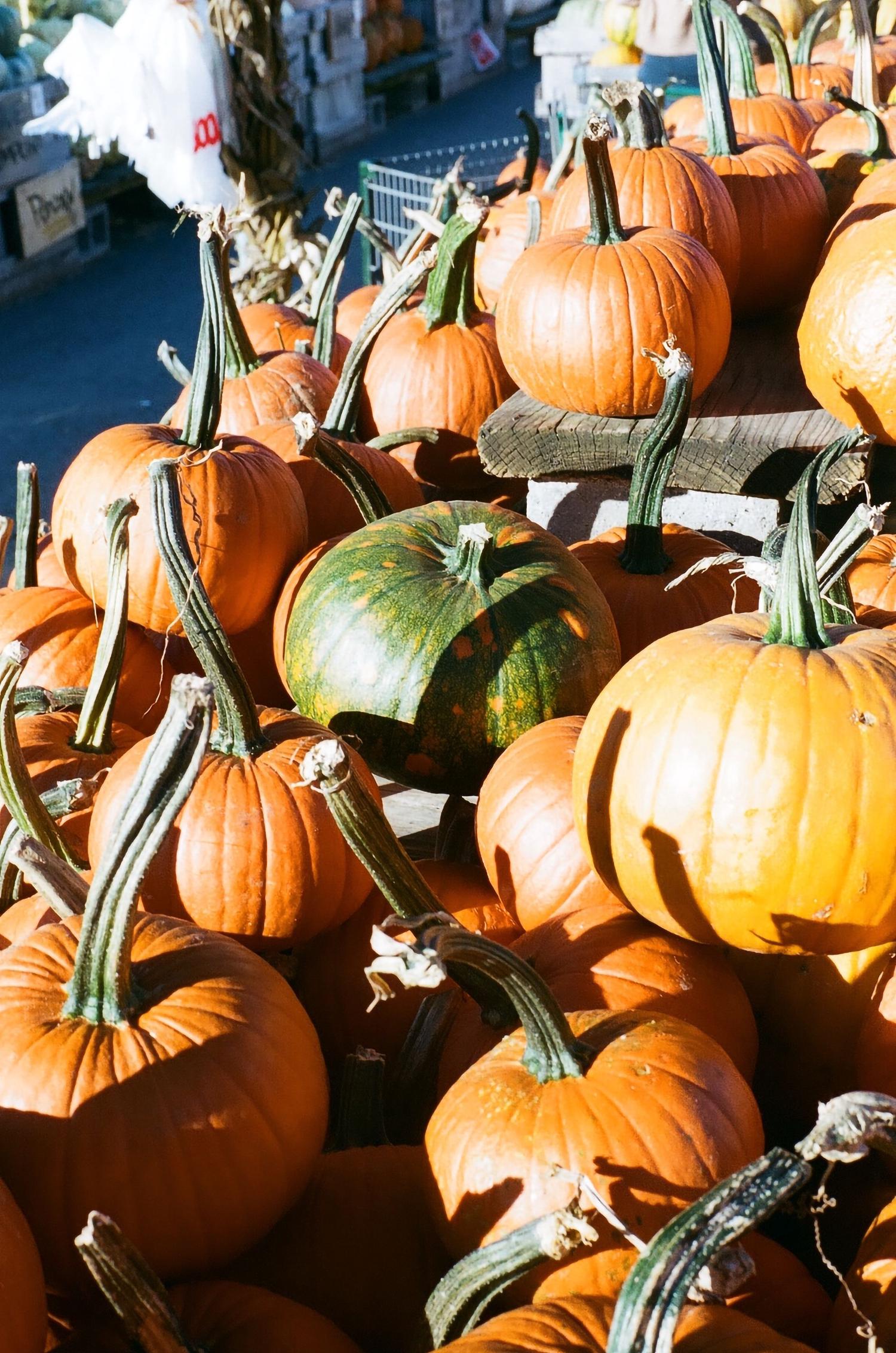 A large display of vibrant orange pumpkins with long, curly green stems. One prominent green and orange striped pumpkin sits among them, suggesting a festive fall market scene.