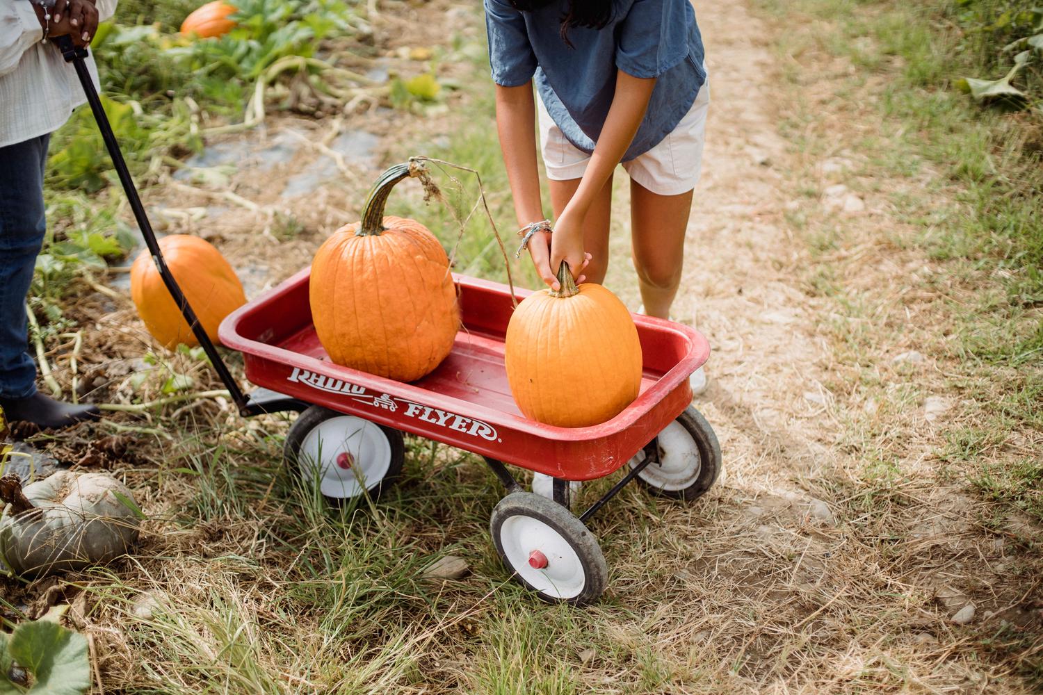 A person places a large orange pumpkin into a red Radio Flyer wagon, which already holds another pumpkin, in a pumpkin patch. An adult stands nearby, with more pumpkins visible on the ground among green and dry foliage.
