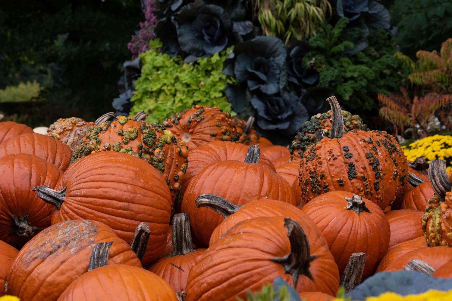 A large collection of orange pumpkins, including smooth and warty varieties with green and yellow bumps, rests in front of a blurred background of dark green and purple foliage.